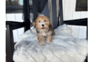 Yorkie Poo Puppy for Adoption