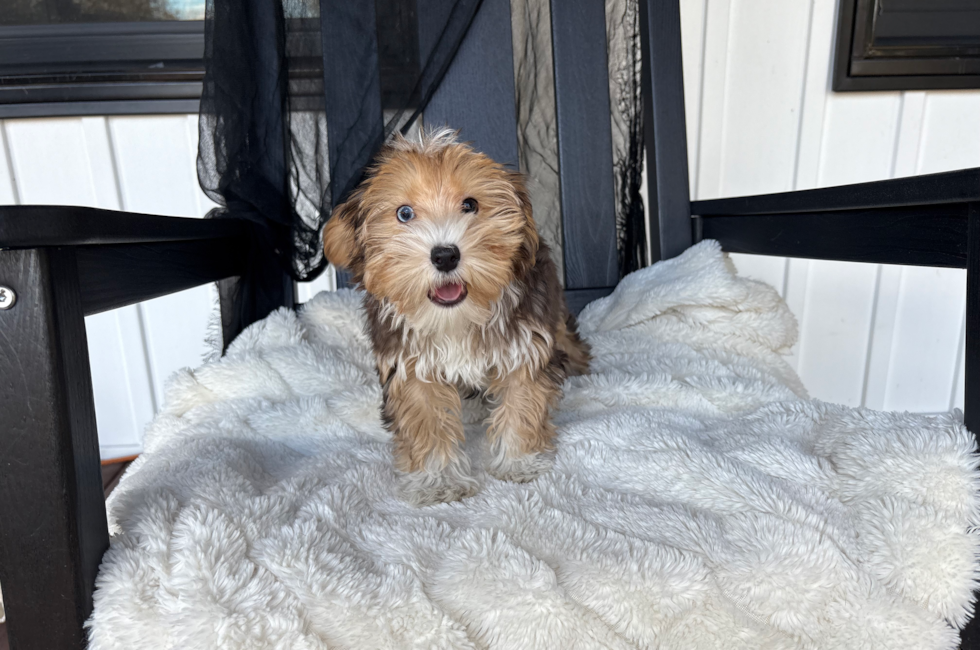 13 week old Yorkie Poo Puppy For Sale - Pilesgrove Pups