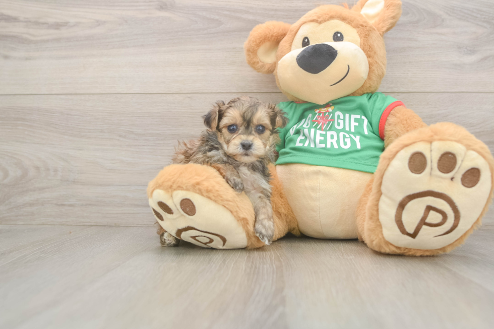 Best Yorkie Poo Baby