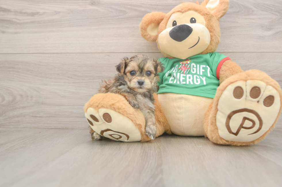 5 week old Yorkie Poo Puppy For Sale - Pilesgrove Pups
