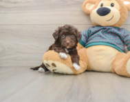 8 week old Yorkie Poo Puppy For Sale - Pilesgrove Pups