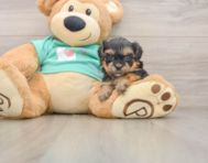 7 week old Yorkie Poo Puppy For Sale - Pilesgrove Pups