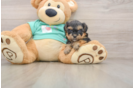 Little Yorkie Poodle Mix Poodle Mix Puppy
