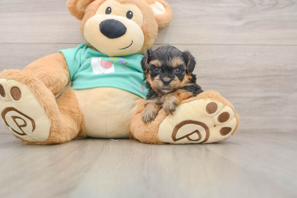 Little Yorkie Poodle Mix Poodle Mix Puppy