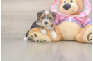 Yorkie Poo Puppy for Adoption