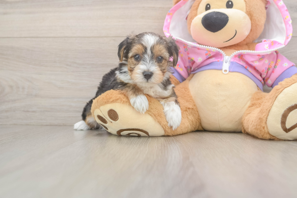 Yorkie Poo Puppy for Adoption