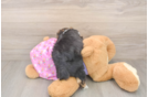 Adorable Yorkiedoodle Poodle Mix Puppy
