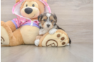 Smart Yorkie Poo Poodle Mix Pup