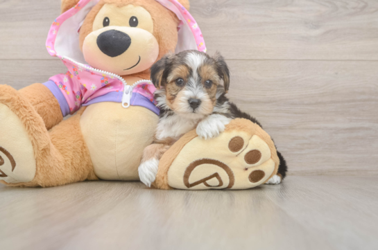 Smart Yorkie Poo Poodle Mix Pup