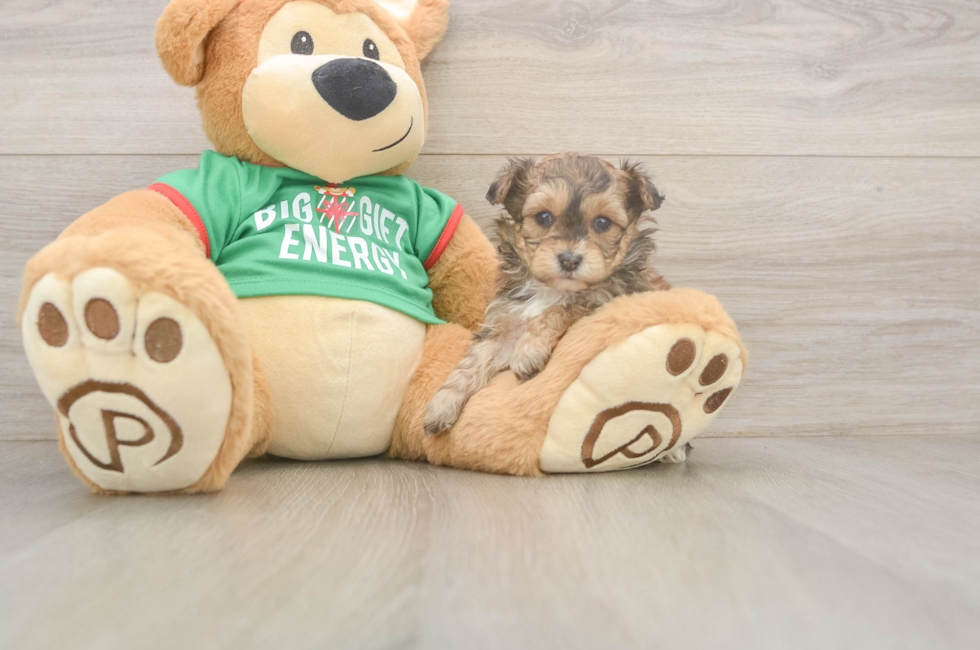 5 week old Yorkie Poo Puppy For Sale - Pilesgrove Pups