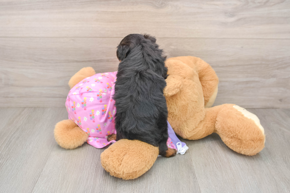 Yorkie Poo Puppy for Adoption