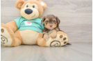Yorkie Poo Puppy for Adoption