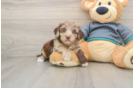 Yorkie Poo Pup Being Cute