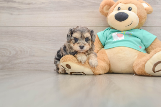 Happy Yorkie Poo Baby