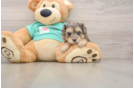 Yorkie Poo Puppy for Adoption