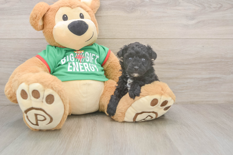 5 week old Yorkie Poo Puppy For Sale - Pilesgrove Pups