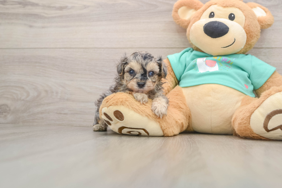 Little Yorkie Poodle Mix Poodle Mix Puppy