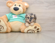 8 week old Yorkie Poo Puppy For Sale - Pilesgrove Pups