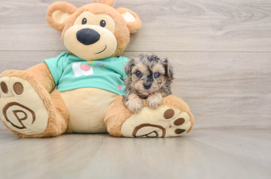 Funny Yorkie Poo Poodle Mix Pup