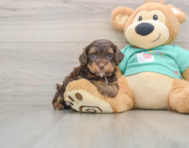 9 week old Yorkie Poo Puppy For Sale - Pilesgrove Pups