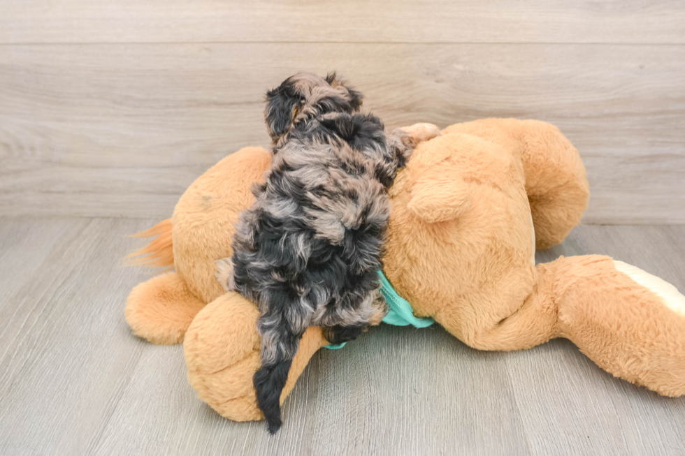 Yorkie Poo Puppy for Adoption