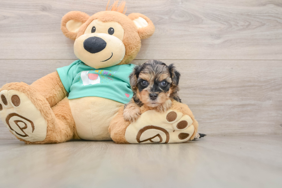 Petite Yorkie Poo Poodle Mix Pup