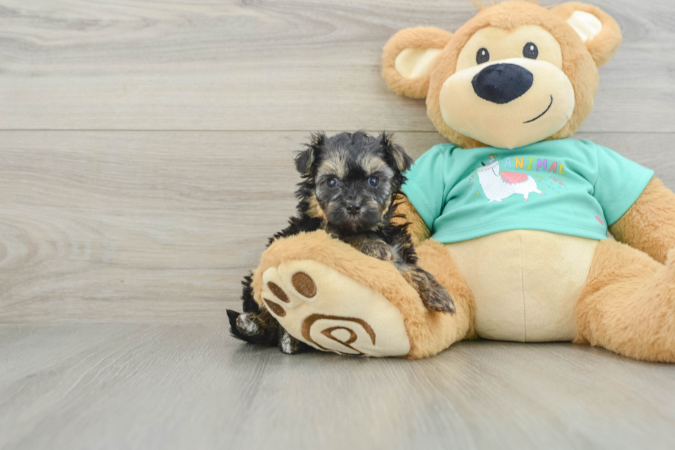 Yorkie Poo Pup Being Cute