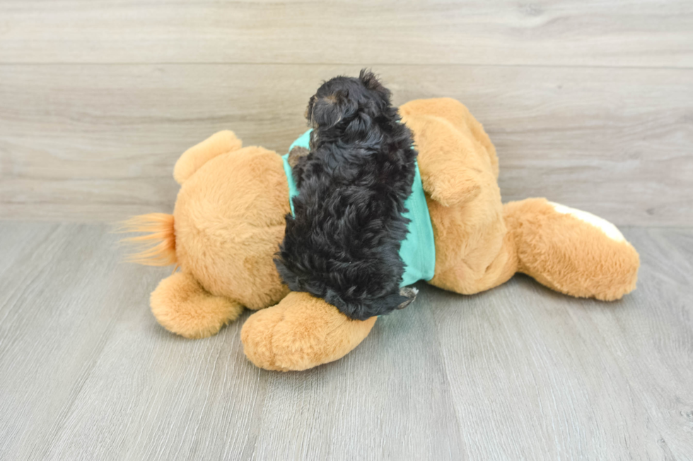 Little Yorkie Poodle Mix Poodle Mix Puppy