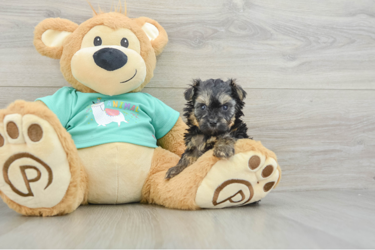 Cute Yorkie Poo Baby