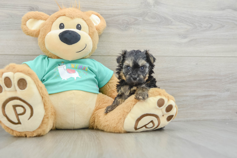 Cute Yorkie Poo Baby