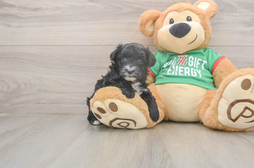 5 week old Yorkie Poo Puppy For Sale - Pilesgrove Pups