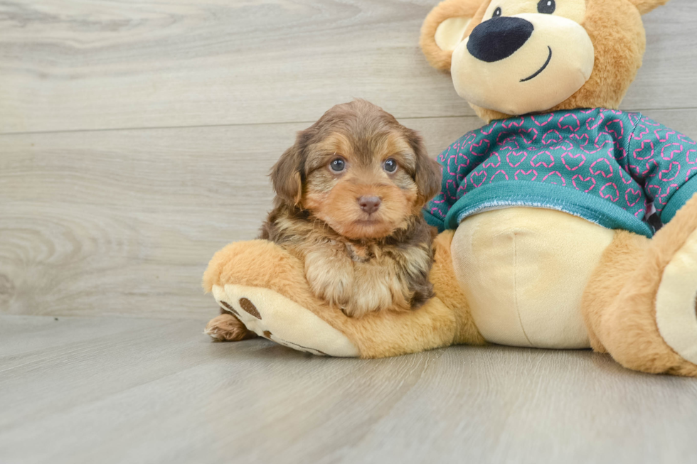 Fluffy Yorkie Poo Poodle Mix Pup