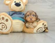 6 week old Yorkie Poo Puppy For Sale - Pilesgrove Pups