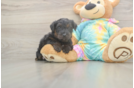 Playful Yo Yo Poo Poodle Mix Puppy