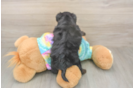 Smart Yorkie Poo Poodle Mix Pup