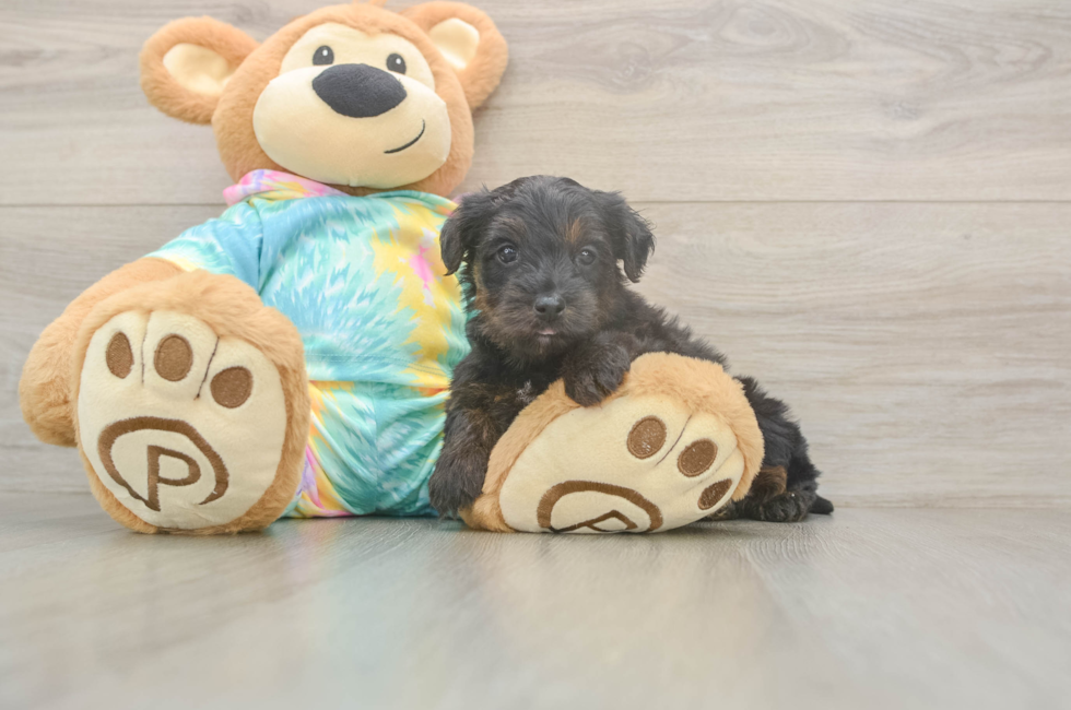 5 week old Yorkie Poo Puppy For Sale - Pilesgrove Pups