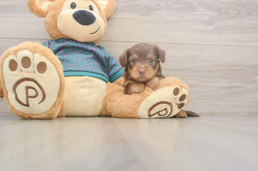 5 week old Yorkie Poo Puppy For Sale - Pilesgrove Pups