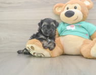 8 week old Yorkie Poo Puppy For Sale - Pilesgrove Pups