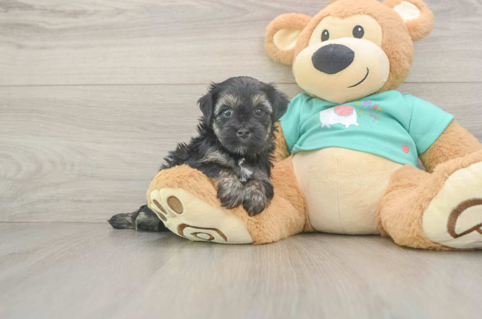 5 week old Yorkie Poo Puppy For Sale - Pilesgrove Pups