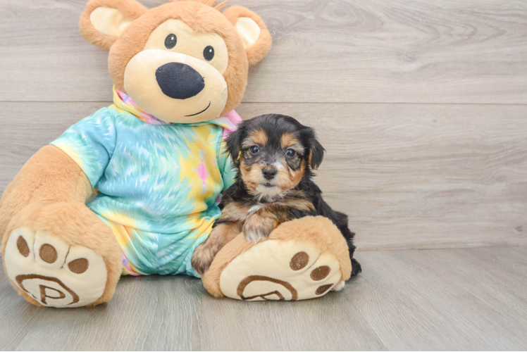 Yorkie Poo Pup Being Cute