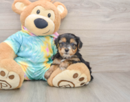 6 week old Yorkie Poo Puppy For Sale - Pilesgrove Pups