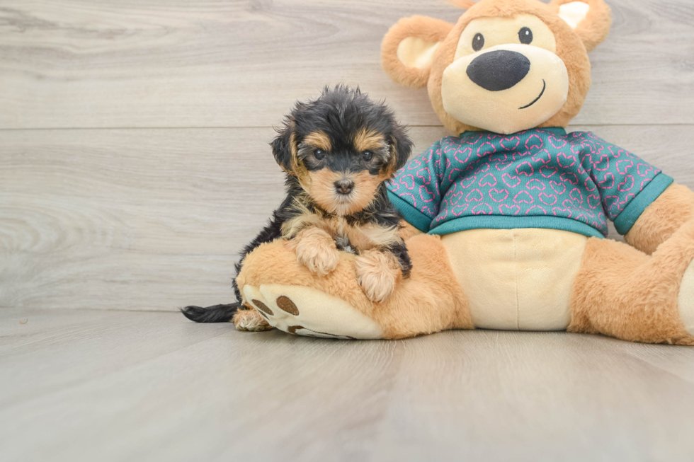 Yorkie Poo Pup Being Cute