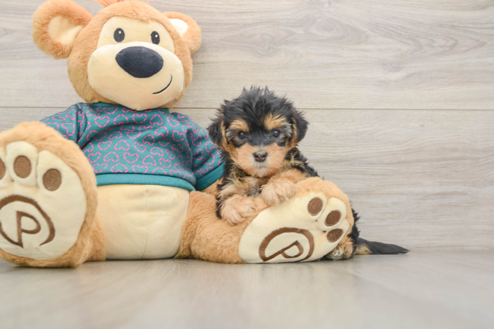 Cute Yorkie Poo Baby