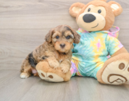 8 week old Yorkie Poo Puppy For Sale - Pilesgrove Pups