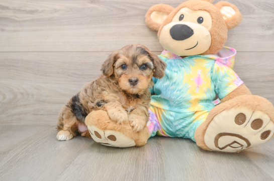 Hypoallergenic Yorkie Doodle Poodle Mix Puppy