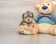 8 week old Yorkie Poo Puppy For Sale - Pilesgrove Pups