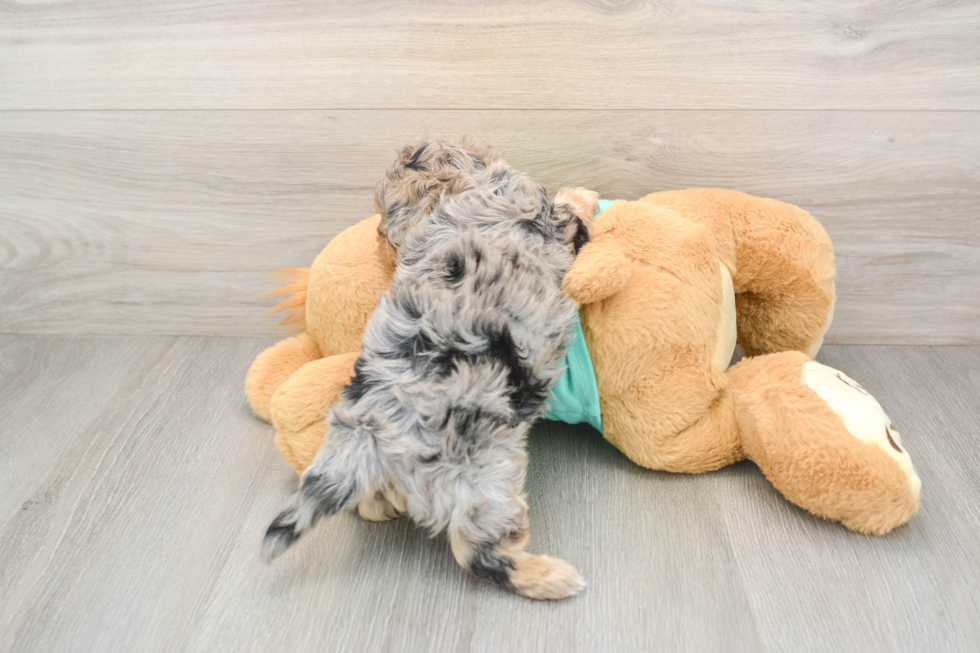 Best Yorkie Poo Baby