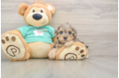 Funny Yorkie Poo Poodle Mix Pup