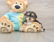 5 week old Yorkie Poo Puppy For Sale - Pilesgrove Pups