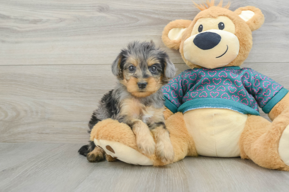 7 week old Yorkie Poo Puppy For Sale - Pilesgrove Pups